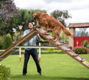 animal-trainer