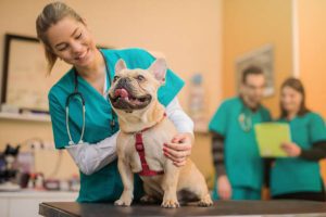 veterinarian