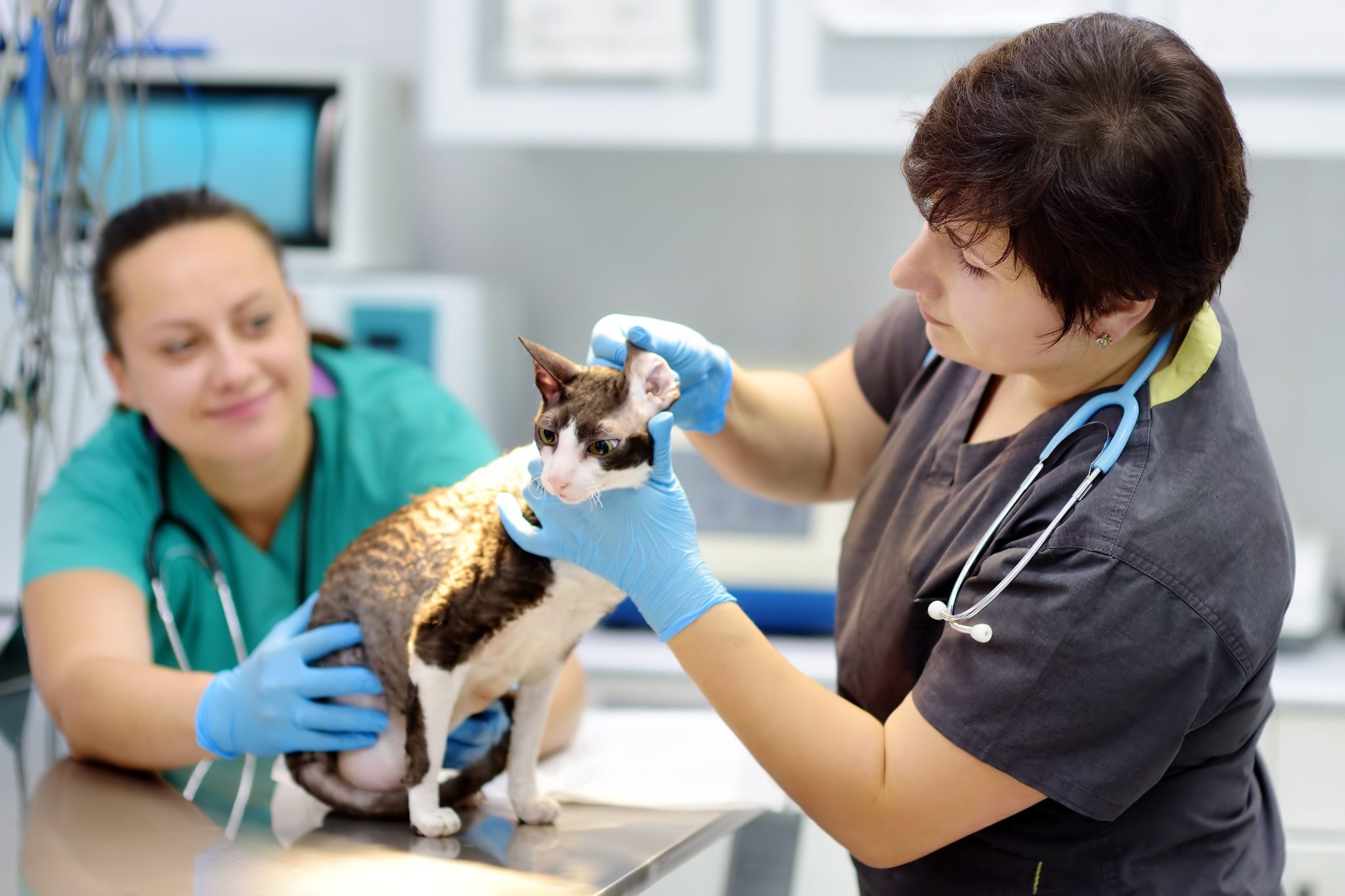 17 Pros and Cons of Being a Veterinary Technician